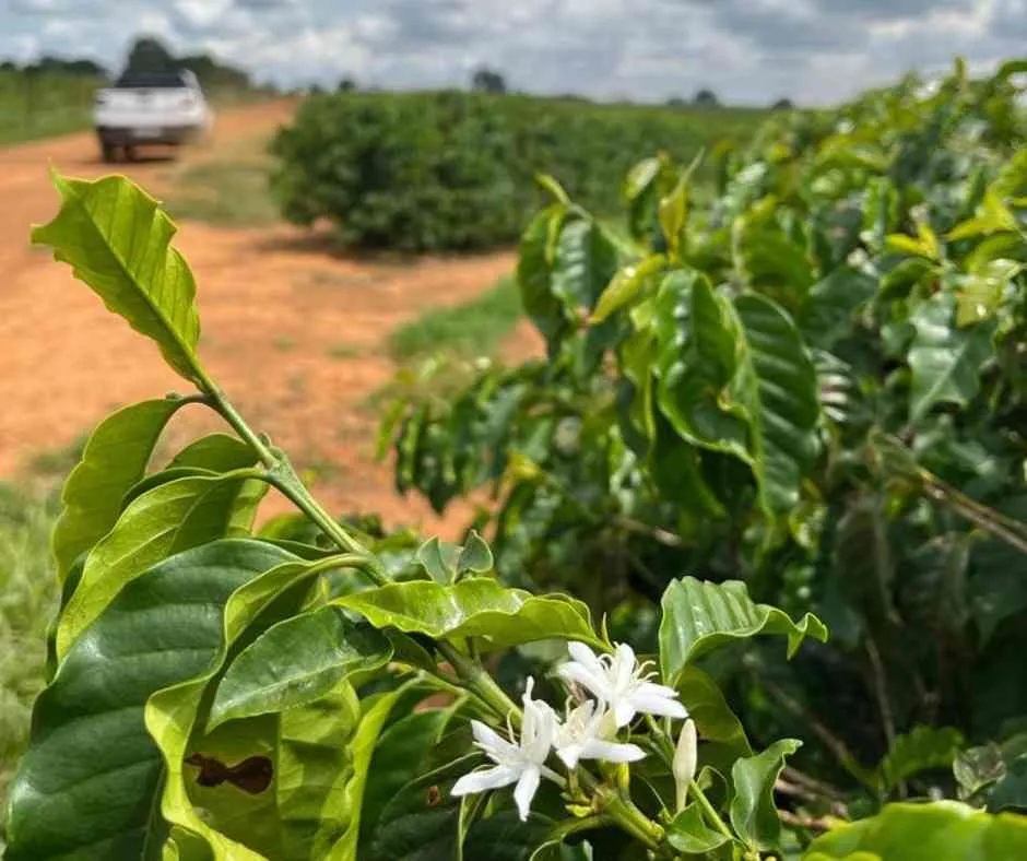 Brazil Cerrado Caramelo Doce Fazenda Paraiso 2025